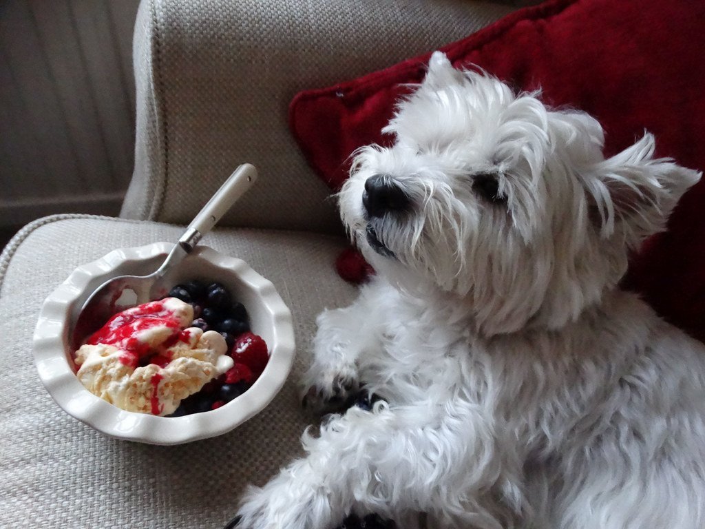 Home Made Healthy Ice Cream for Dogs Uberappliance